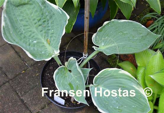 Hosta And You and I